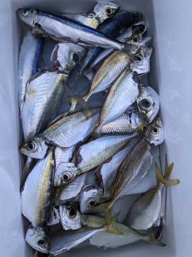 アジの釣果