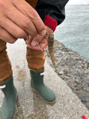 ハゼの釣果