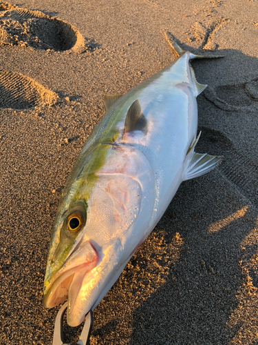 ブリの釣果