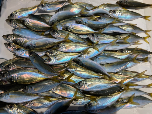 マアジの釣果