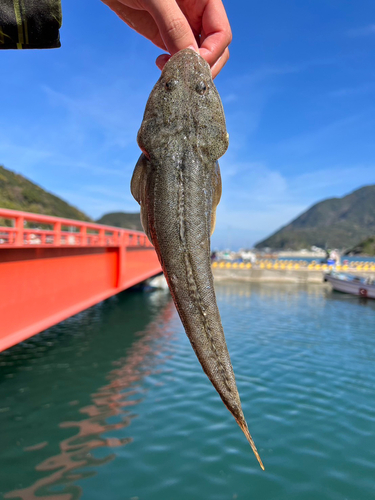 コチの釣果