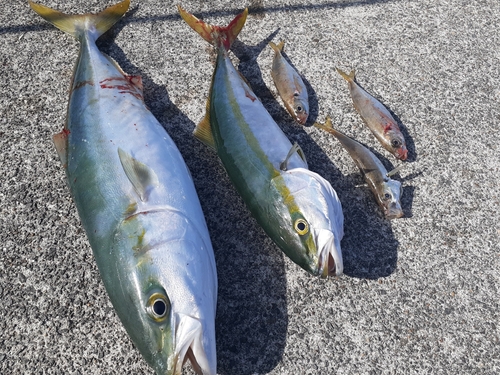 ハマチの釣果