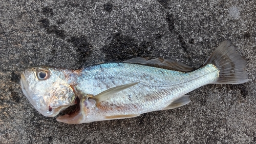 イシモチの釣果