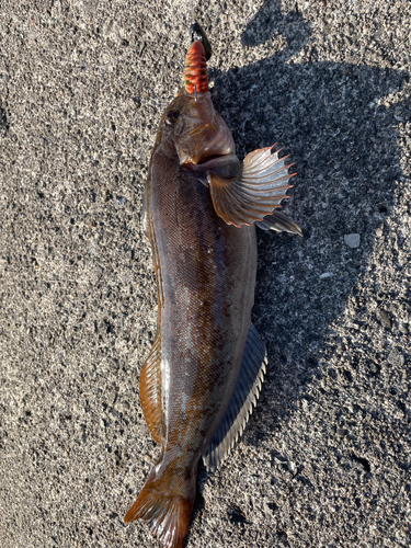 アイナメの釣果