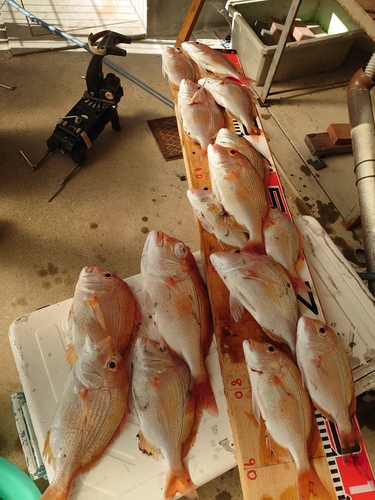 レンコダイの釣果