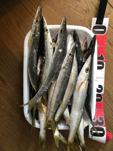 カマスの釣果