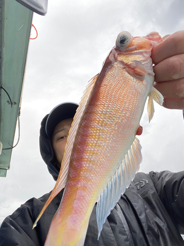 アマダイの釣果