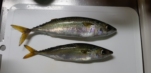 サバの釣果