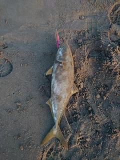 ハマチの釣果