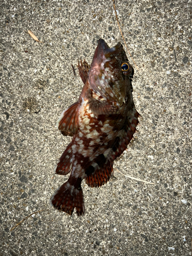 アラカブの釣果