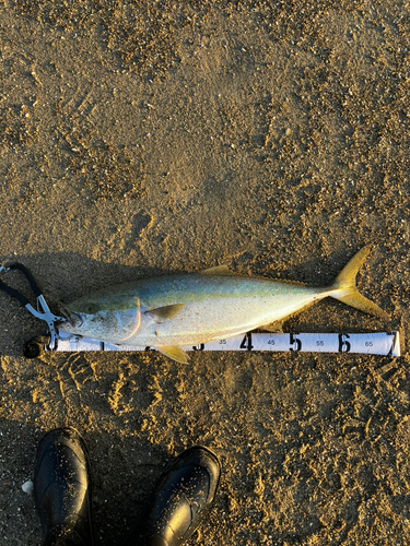 ワラサの釣果