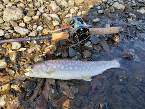 アメマスの釣果