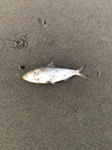 コノシロの釣果