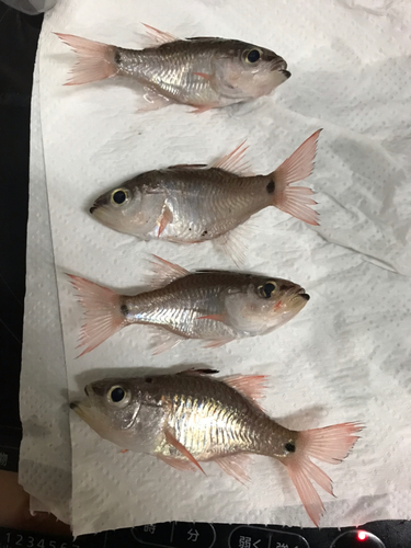 クロホシイシモチの釣果