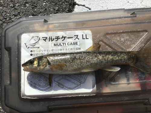 タカハヤの釣果