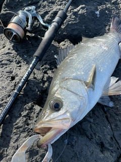 ヒラスズキの釣果
