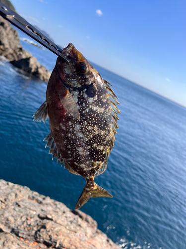 アイゴの釣果