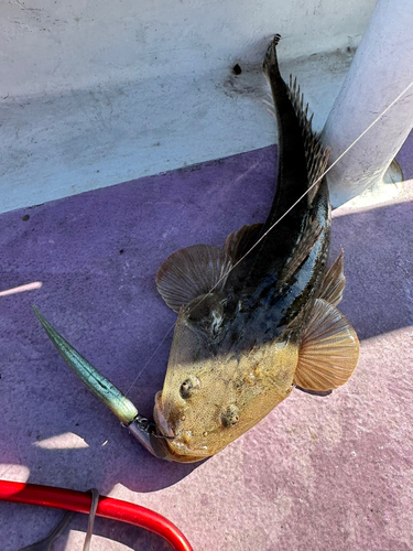 マゴチの釣果