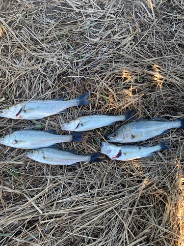 セイゴ（マルスズキ）の釣果