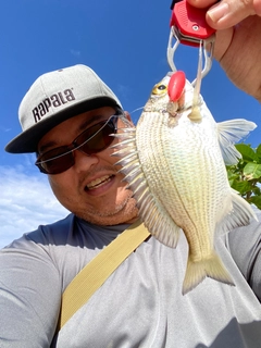 ミナミクロダイの釣果