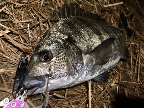 チヌの釣果