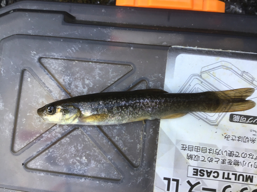 タカハヤの釣果