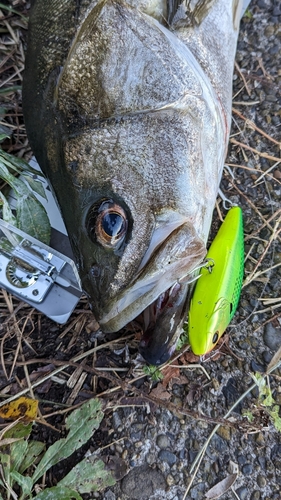 スズキの釣果