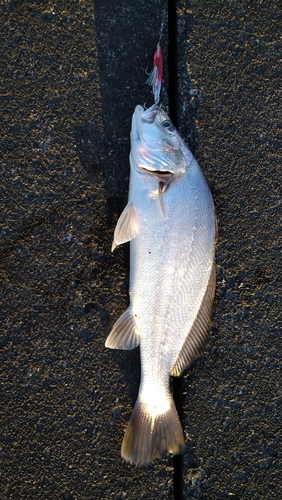 ニベの釣果