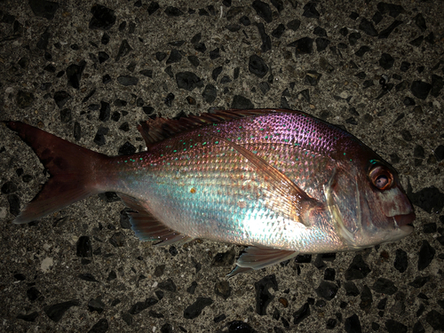 マダイの釣果