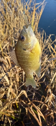 ブルーギルの釣果