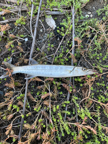 オオモンハタの釣果