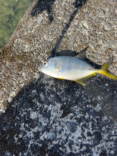 メッキの釣果