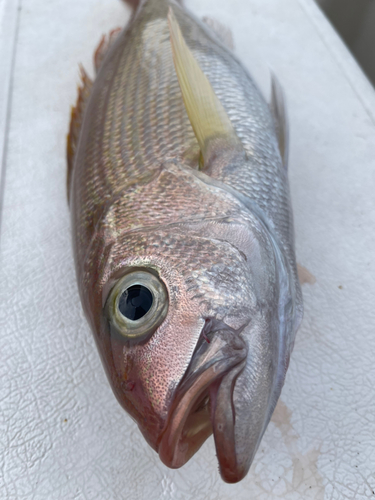 オオヒメの釣果