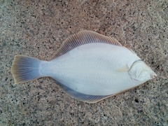 マコガレイの釣果