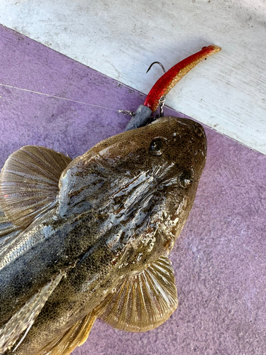 マゴチの釣果