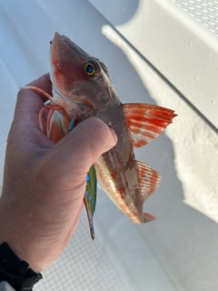 ホウボウの釣果