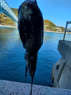 コウイカの釣果