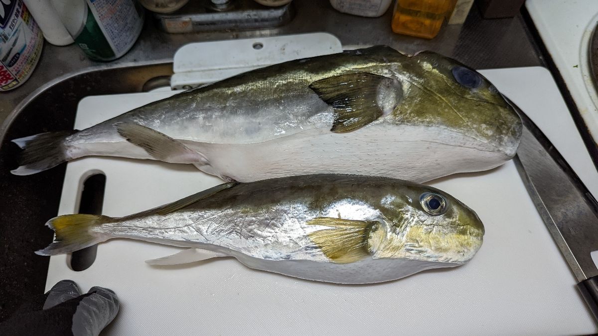 おのえはんさんの釣果 1枚目の画像