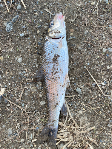 ニゴイの釣果