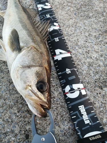 シーバスの釣果