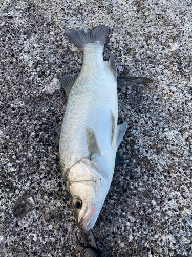 ヒラスズキの釣果