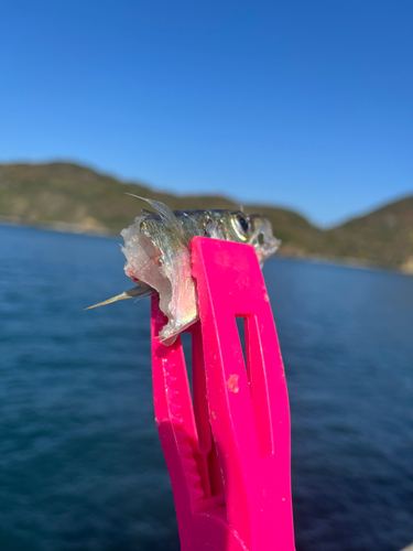 サワラの釣果