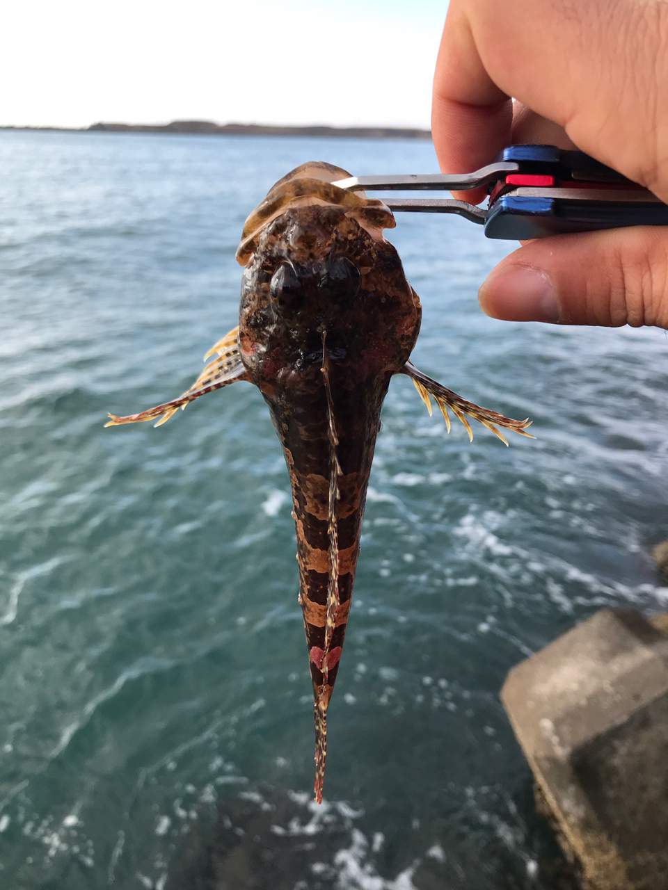 トウベツカジカ