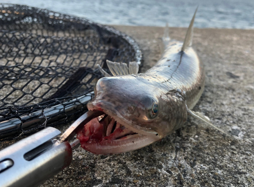 エソの釣果