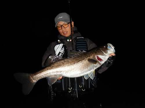 スズキの釣果