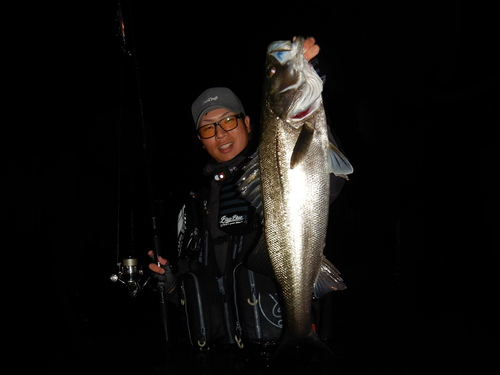 スズキの釣果