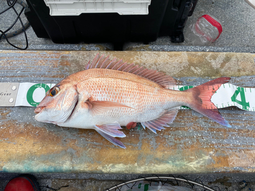 マダイの釣果