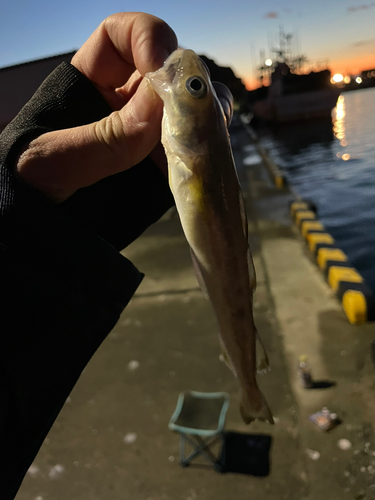 コマイの釣果