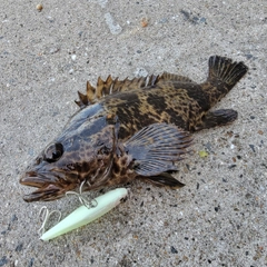 タケノコメバルの釣果