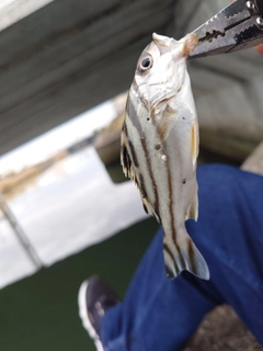 コトヒキの釣果